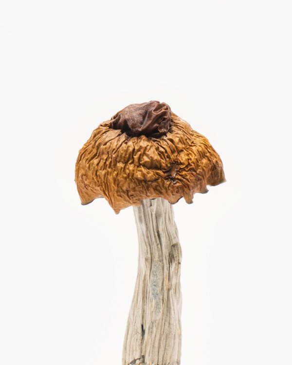 Martinique Magic Mushroom